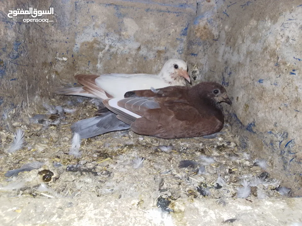 زغاليل حمام بلدي نخب النخب