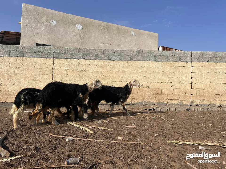 غنم نجدي بيوري (اقراء الوصف )