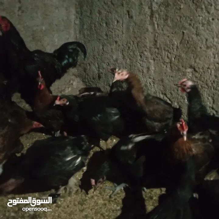 كوم جاج بياض 22 طير الكوم على 7,5
