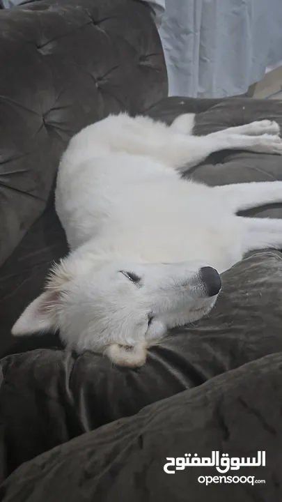 white female huskie