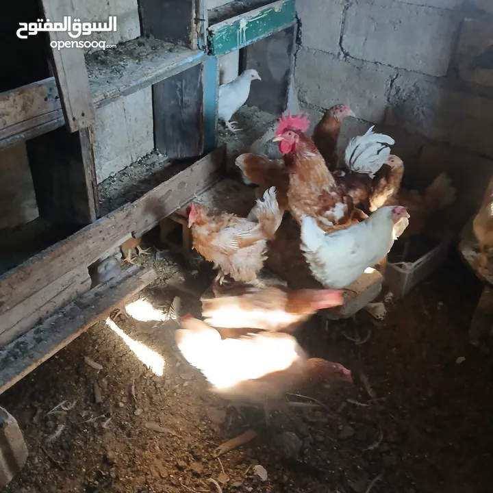 دجاج للبيع