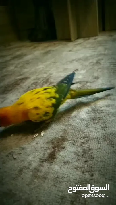 ببغاء صن كنيور عباره عن لعبه  تفاصيل عبر الرقم