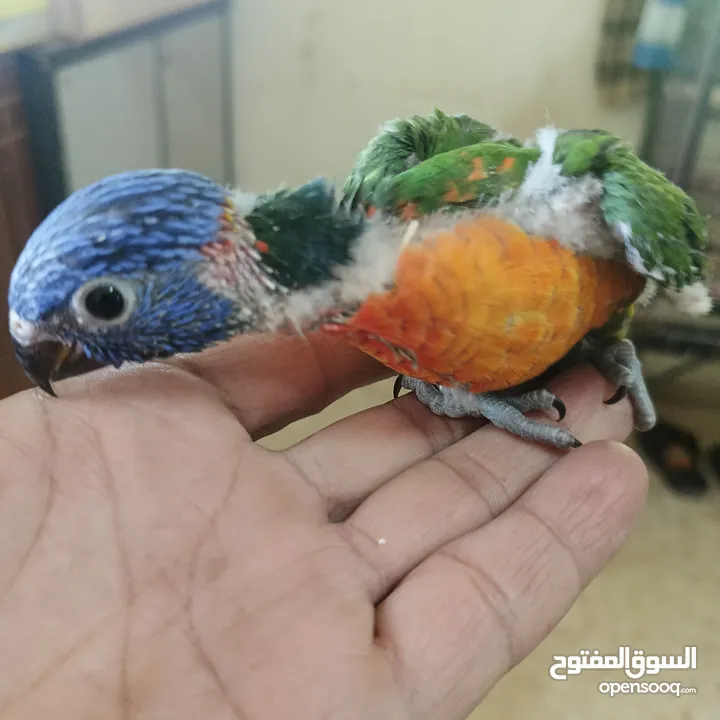 ماشاء الله لا قوة إلا بالله