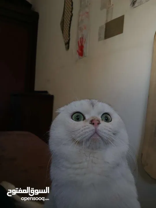 قط سكوتش فولد للتزاوج