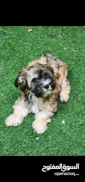 2 months Havanese Female puppy