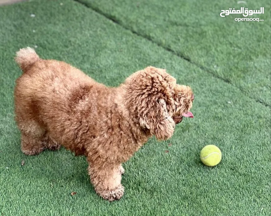 Poodle puppy