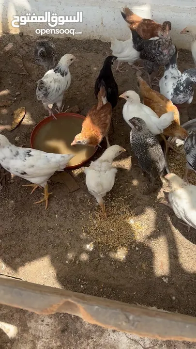 دجاج عماني فرنسي