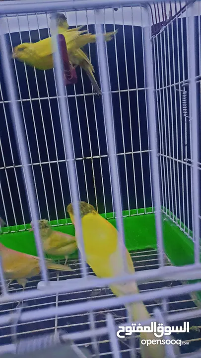 بسم الله الرحمن الرحيم كنار جوز شغال