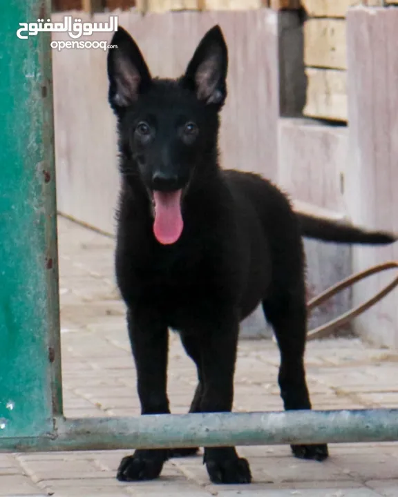 Last puppy German shepherd آخر يرو جيرمن شيبرد