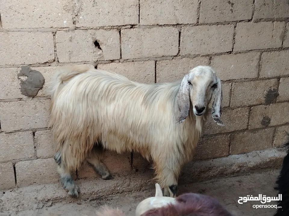 خرفان اضاحي