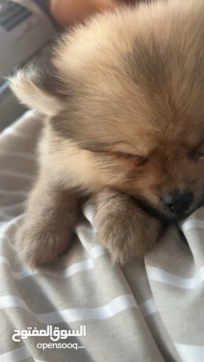 Pomeranian dog super mini 2months