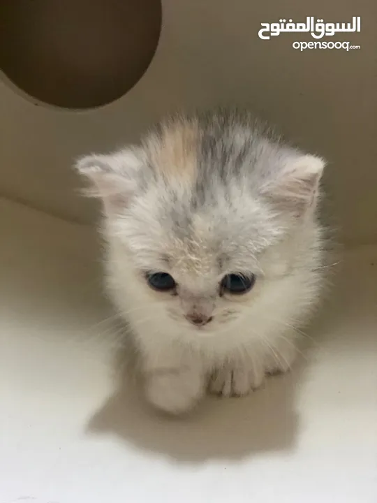 3 months old mix persian kitten