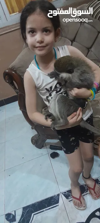 نسناس للبيع  هادي