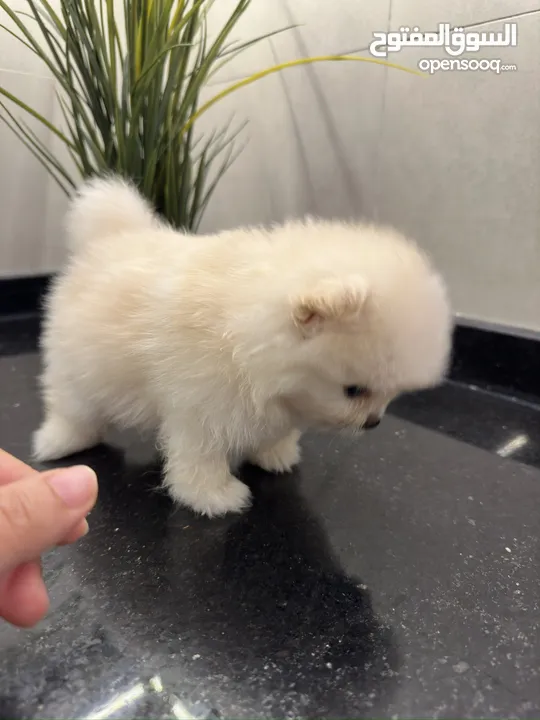 Pure Pomeranian