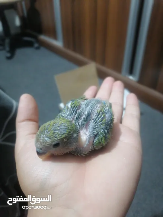 فراخ روز لزق اليدوي