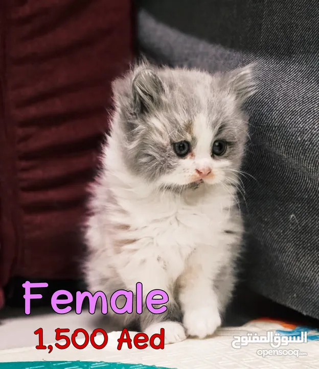 4 قطط شيرازي   4 Persian kittens