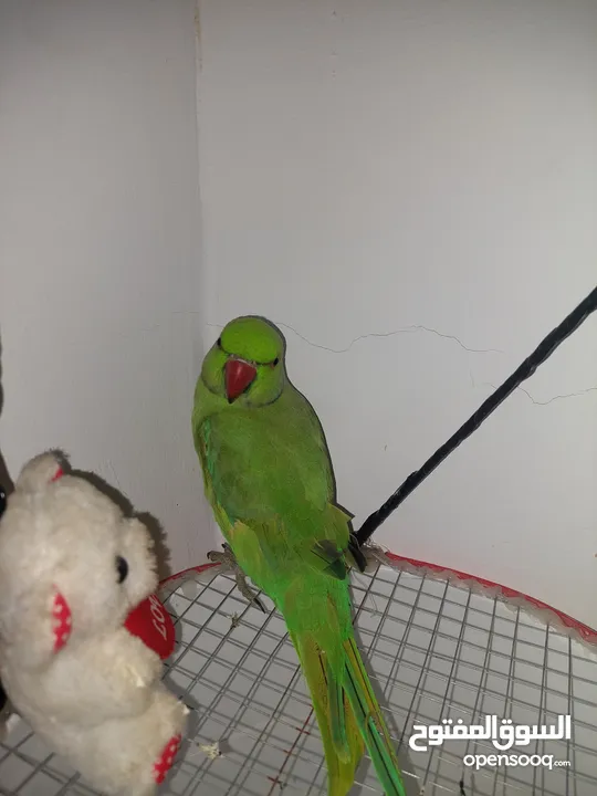 ببغاء درارة هندي ذكر كوكو عمر سنتين مطوق اليف جدا ما بعض نهائي لعوب بحب الاطفال