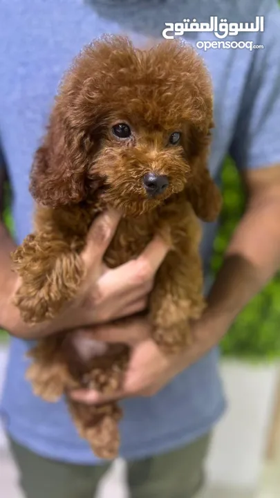 Teacup Poodle From Vietnam 4 Months