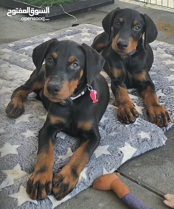 male and female Localbred doberman