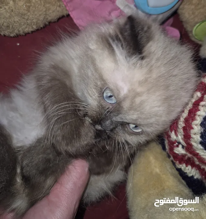 بريتش ريد اطراف قصيره لون اشقر شعر طويل وهمالايا تشوكلت بلو بوينت شعر طويل العمر شهرين ونص
