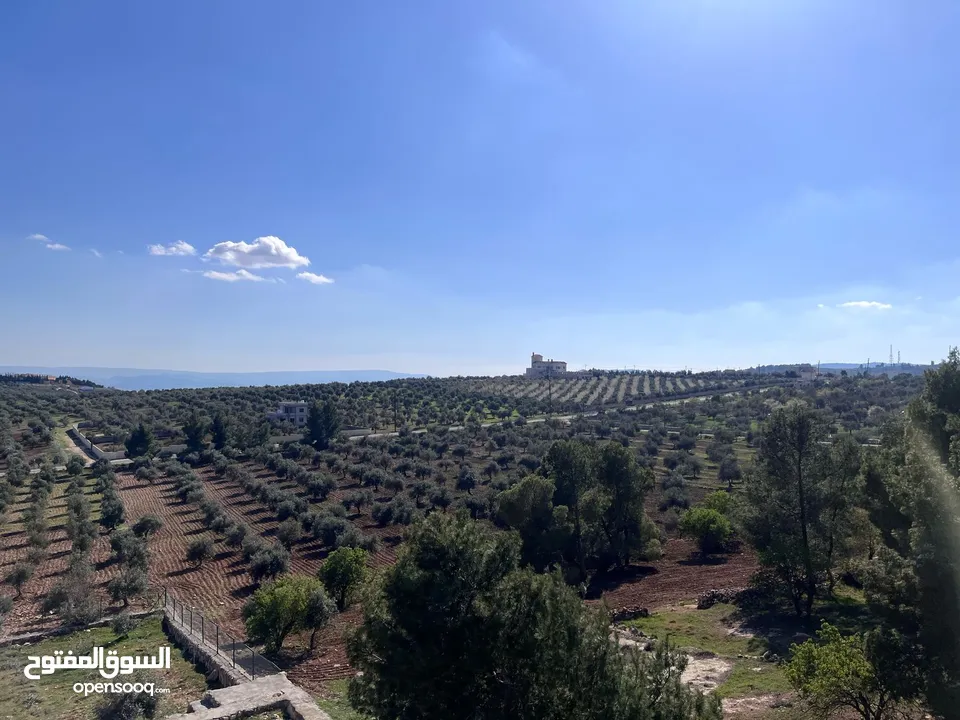فرصة العمر مزرعة زيتون راقية  طريق اربد عمان كافه الخدمات 17 دونم و نص منتجه