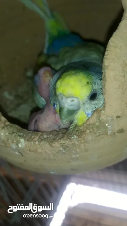 Ready to egg adult Budgies