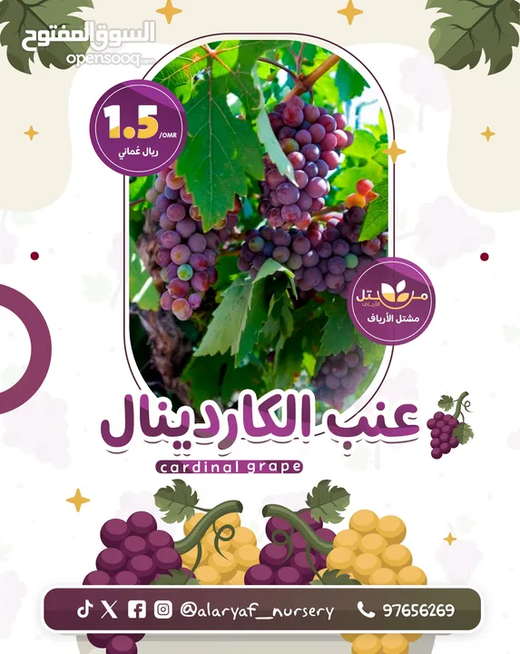 شتلات وأشجار العنب النادرة من مشتل الأرياف أسعار منافسة عنب الأفضل في السوق  grape انگور