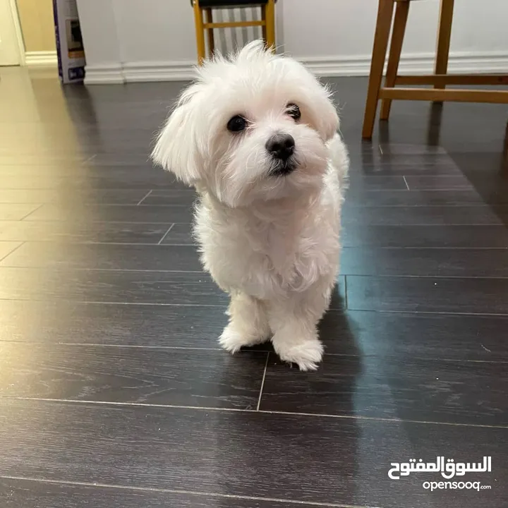 pure breed Maltese 13 weeks old male and female