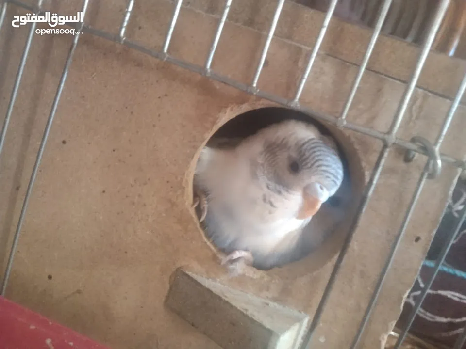 عصافير حب بادجي 2 مع القفص