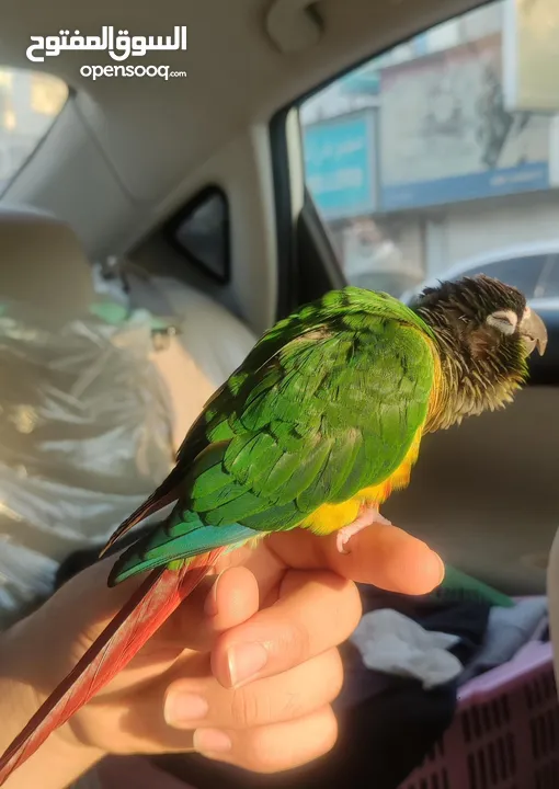 Green-cheek conure parrot - بغباغاء كونيور