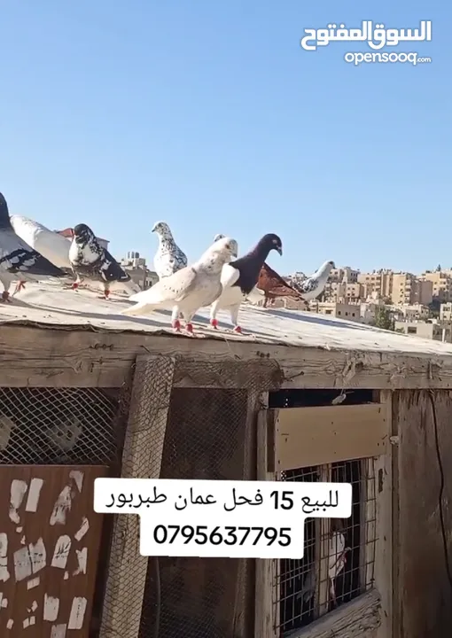 للبيع 15 طير حمام فحول