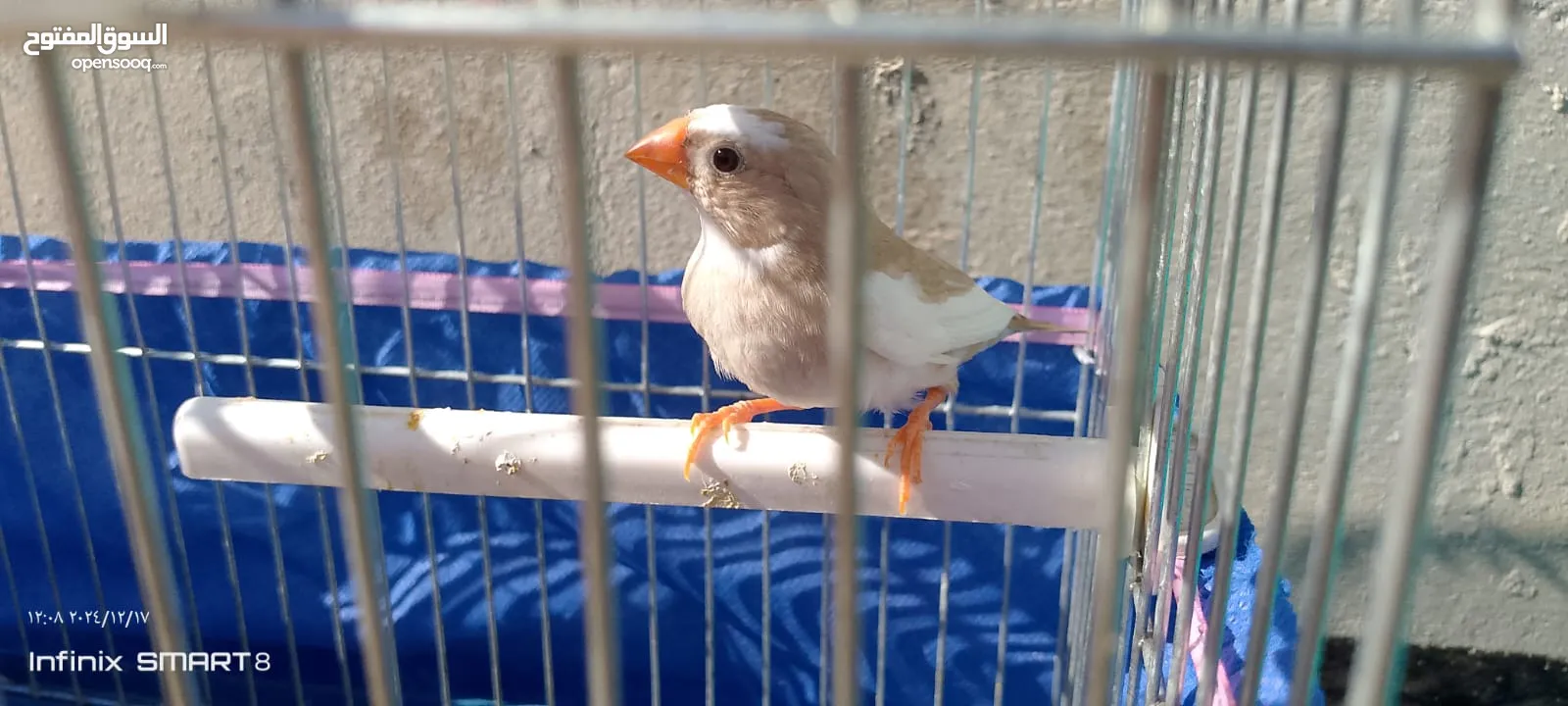 جوز طيور الجنه العمر شهرين