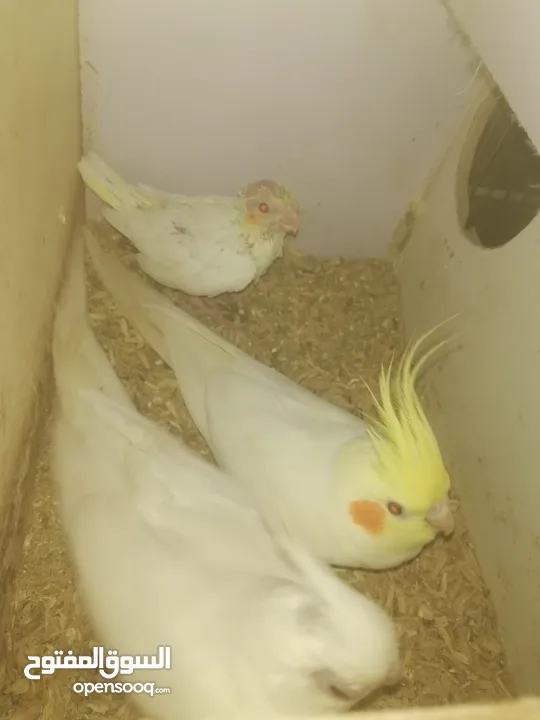 جوز كوكتيل الذكر لاتينو و الأنثى البينو تحتهم فرخ لاتينو