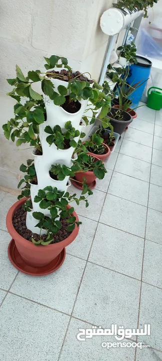 انظمة زراعة مائية متعددة Hydroponic Systems