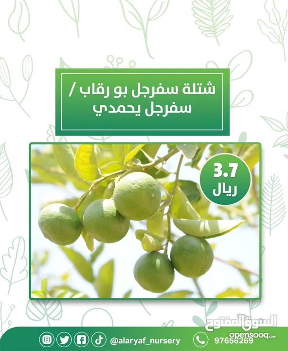 شتلات وأشجار البرتقال والحمضيات من مشتل الأرياف  أسعار منافسة نارنگی /  میندر کا درخت orange tree