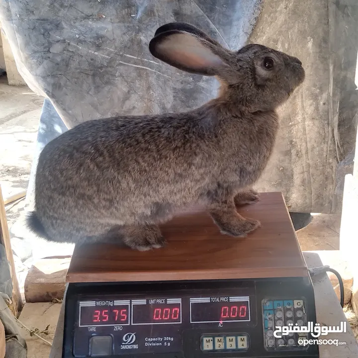 كوم اناث أرانب للبيع