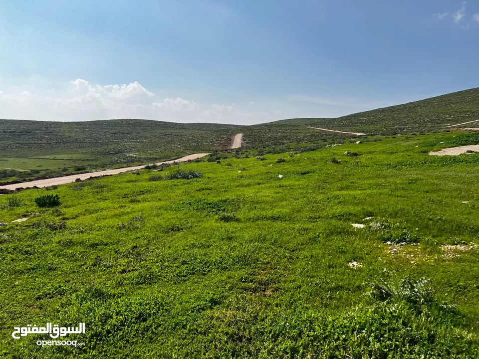 3دونم ونصف بلعما شرق جرش بلقرب من شارع جرش 14 الزرقاء 14000كامل القطعه كاش واقساط من المالك مباشره ب