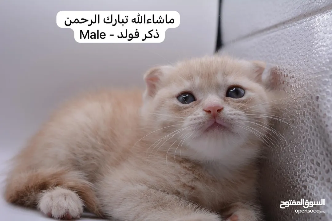 سكوتش كيتن فولد وستريت الوان مميزه ليلك ومشمشي وغيرها 15 كيتن