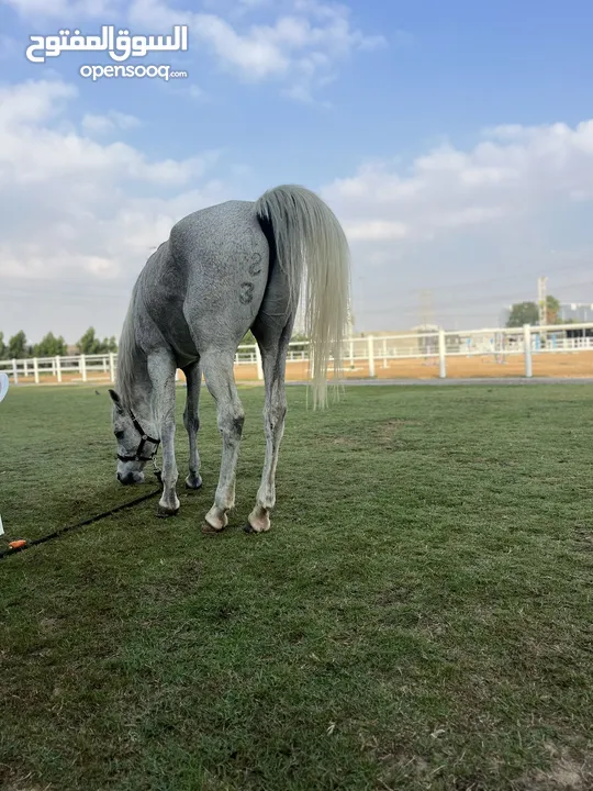 خيل  عربي