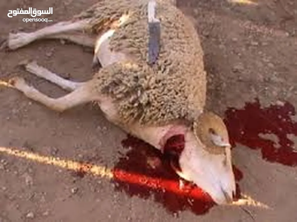 لحام وجزار اضاحي