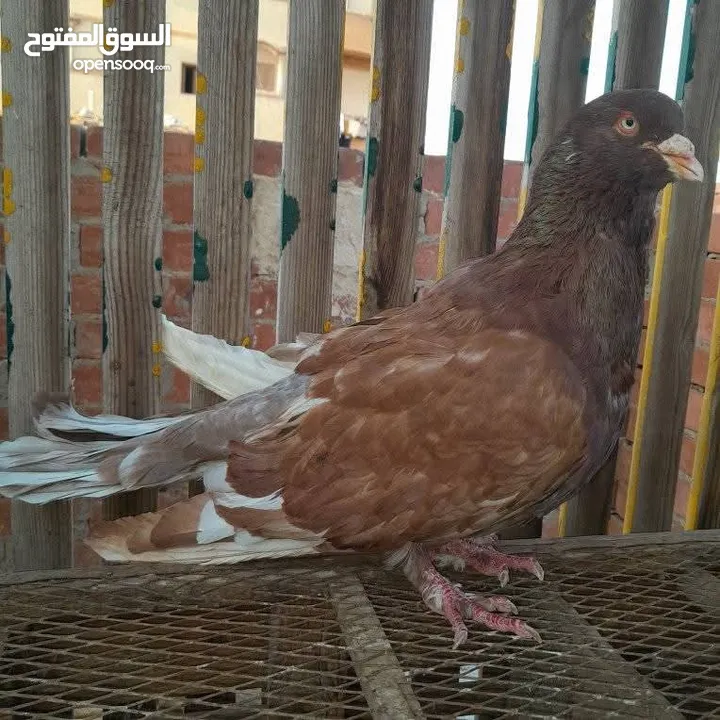مطلوب حمام بلدي نفس الي في صوره