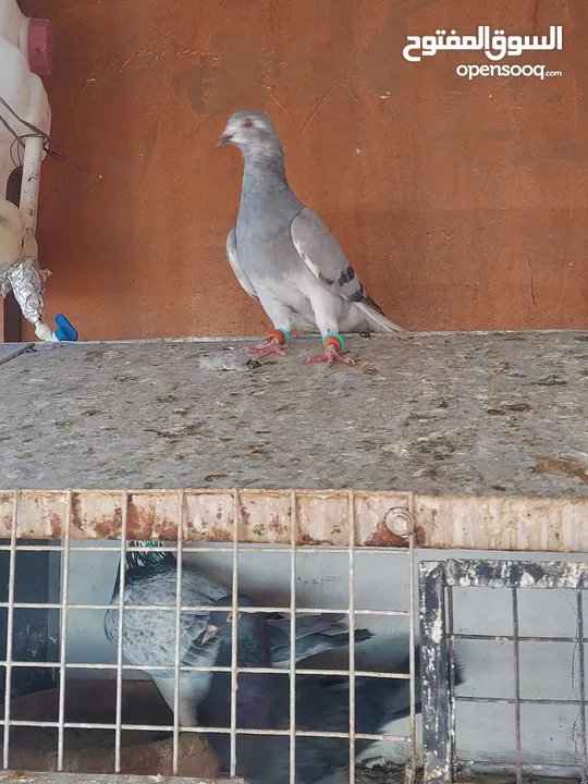 فحول وطواير للبيع