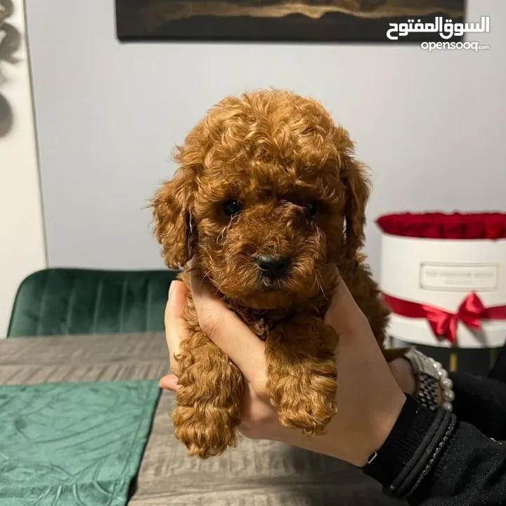 Toy Poodle