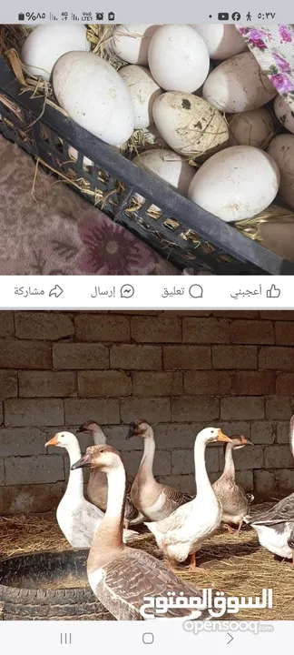 مطلوب بيض بط ملاقح