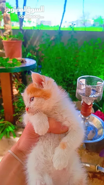 مطلوب حمام باكستاني زغاليل وخاليف