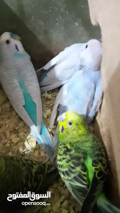 للبيع طيور بادجي . ذكر وأنثى  وأربع فراخ  مع قفص كامل . الصور واضحة