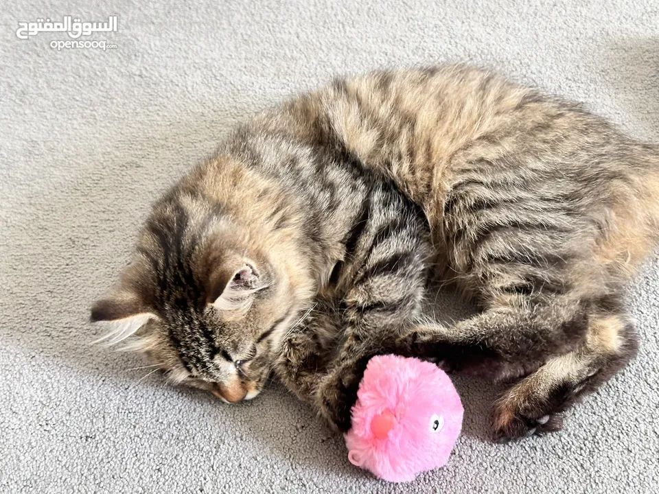 قط هجين انثى ( maine coon-Siberian ) جميل فرو ناعم و غير متساقط شكل جذاب و نادر اذن طويله صغير