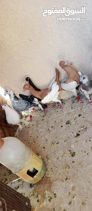 متاح 3جواز شغلات جوز يهوديات  صفر وجوز بلجيكي زرزور عل بلجيكيه