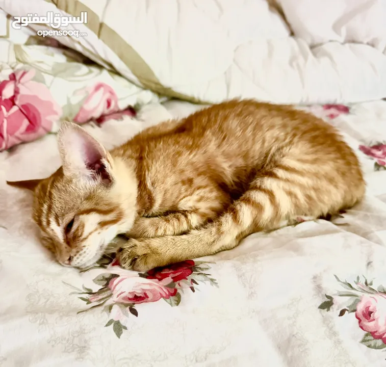 قطة صغيرة للتبني (مجاناً ) - kitten for  adoption (free)