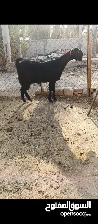 جدي شامي ابيض ابرص توب ثني حبتين على كل جال وثلث معزا مراح توب التوب مقنوي